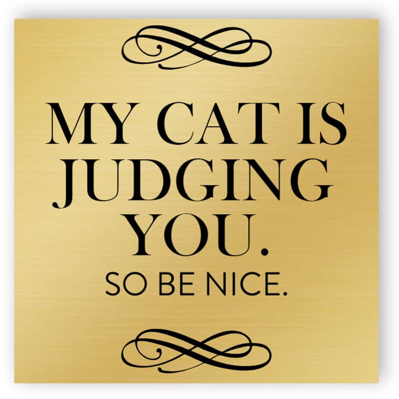 Cat is judging sign